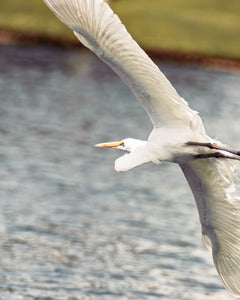 2728376 :: Just Winging It