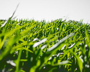 2728136 :: Agri