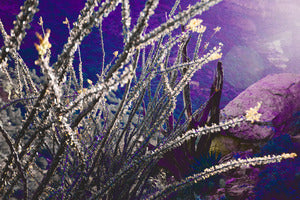 2728131 :: Purpletillo