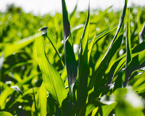2728129 :: Harvest After Harvest