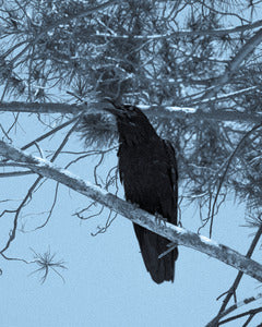 2728403 :: Count Orlok