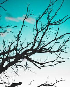 2728154 :: Twigs