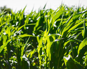 2728130 :: Maize