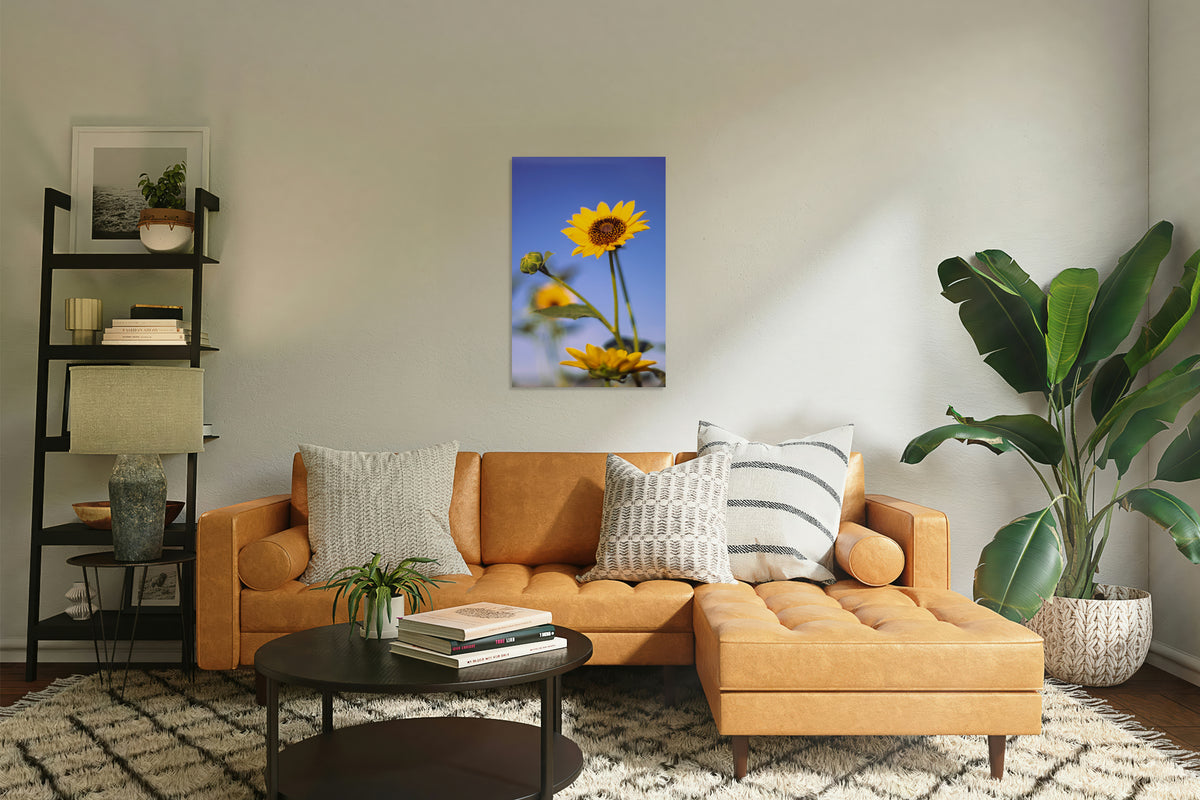 2740176 :: Sunnybloom