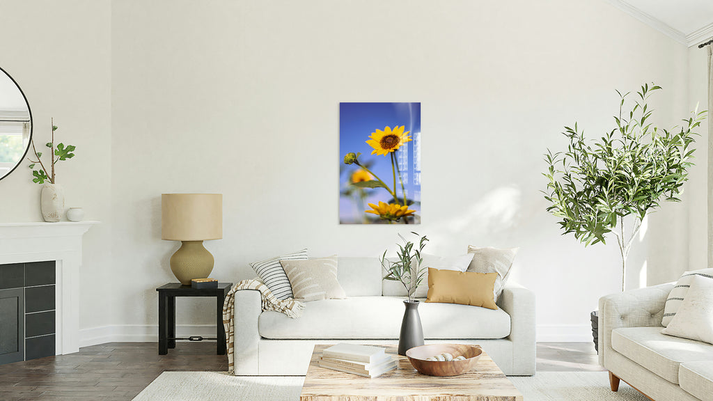 2740176 :: Sunnybloom