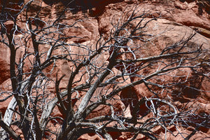 2728126 :: Arid