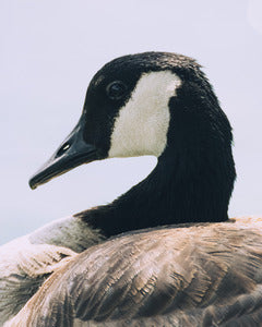2728387 :: Silly Goose