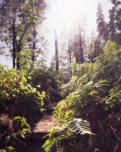 2728405 :: Rise