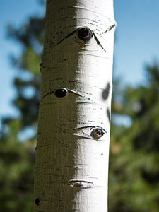 2728158 :: The Forest Has Eyes