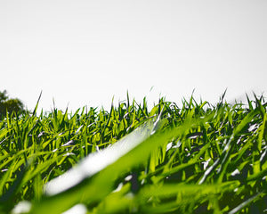 2728128 :: Yellow Submarines