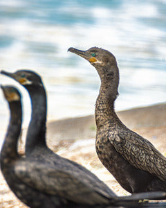 2728375 :: Cormorant Sounds Like The Name Of A Spice