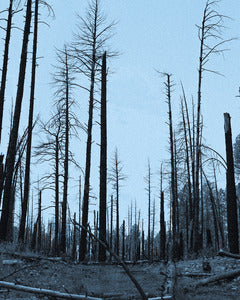 2728409 :: Cold Wrath
