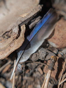 2728415 :: Pluma