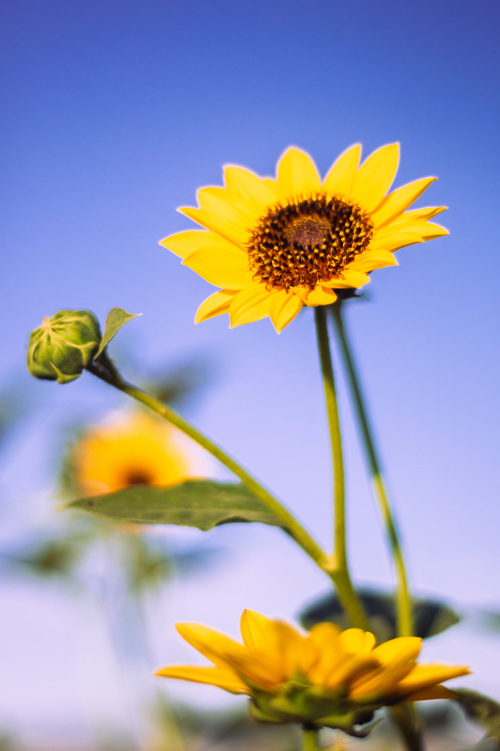 Sunnybloom