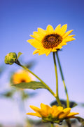 Sunnybloom