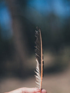 2728408 :: Held Feather