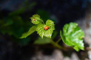 2728157 :: Ladybuggin