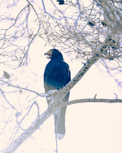 2728379 :: Harris Had An Appetite