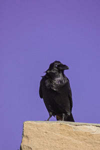 2729254 :: Raven Raven