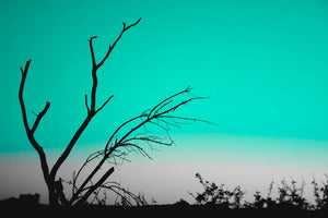 2728135 :: Tonal