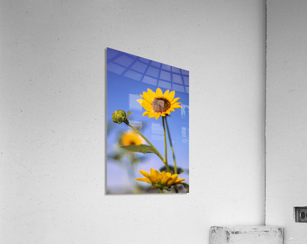 2740176 :: Acrylic Print