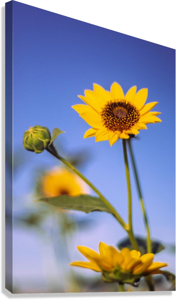 2740176 :: Giclée Stretched Canvas Print