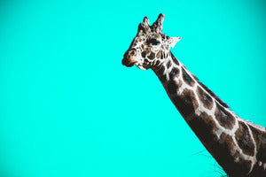 2728155 :: Giraffe Artist