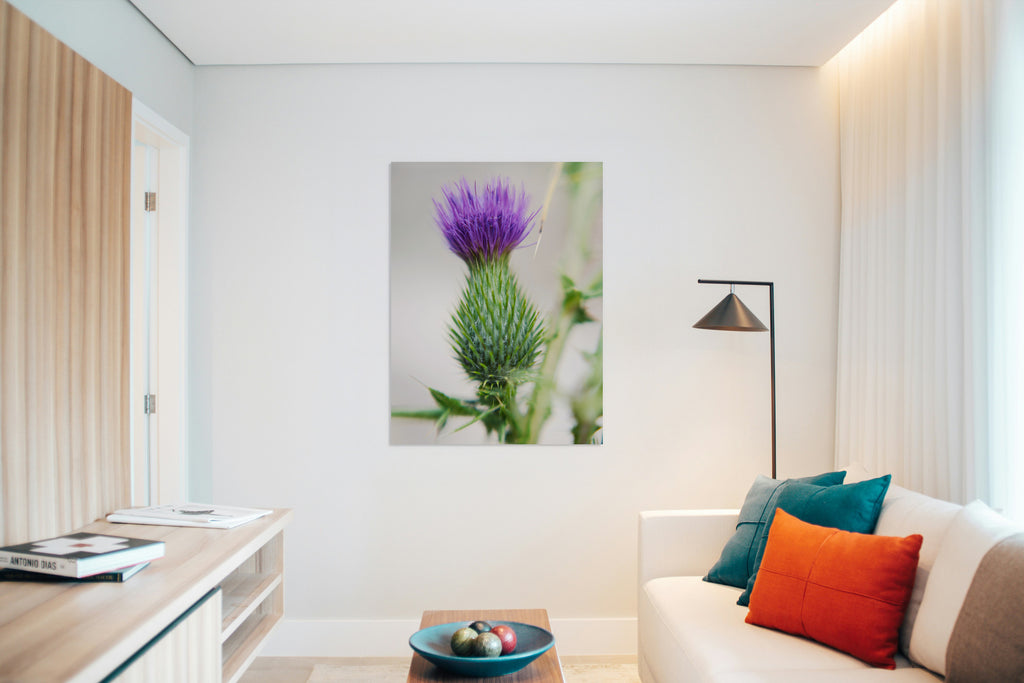 2728413 :: Purple Thistle