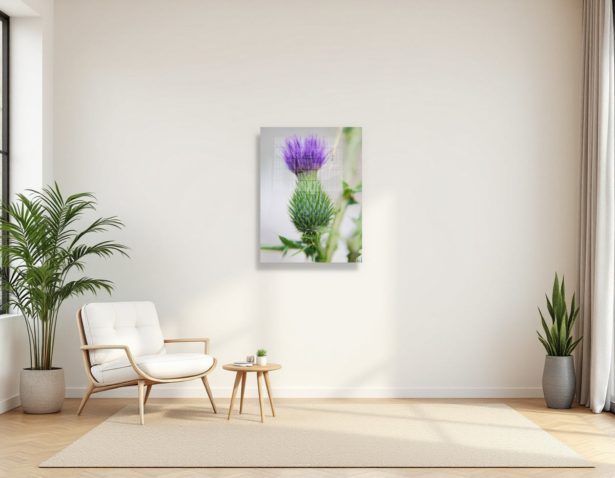 2728413 :: Purple Thistle