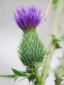 2728413 :: Purple Thistle