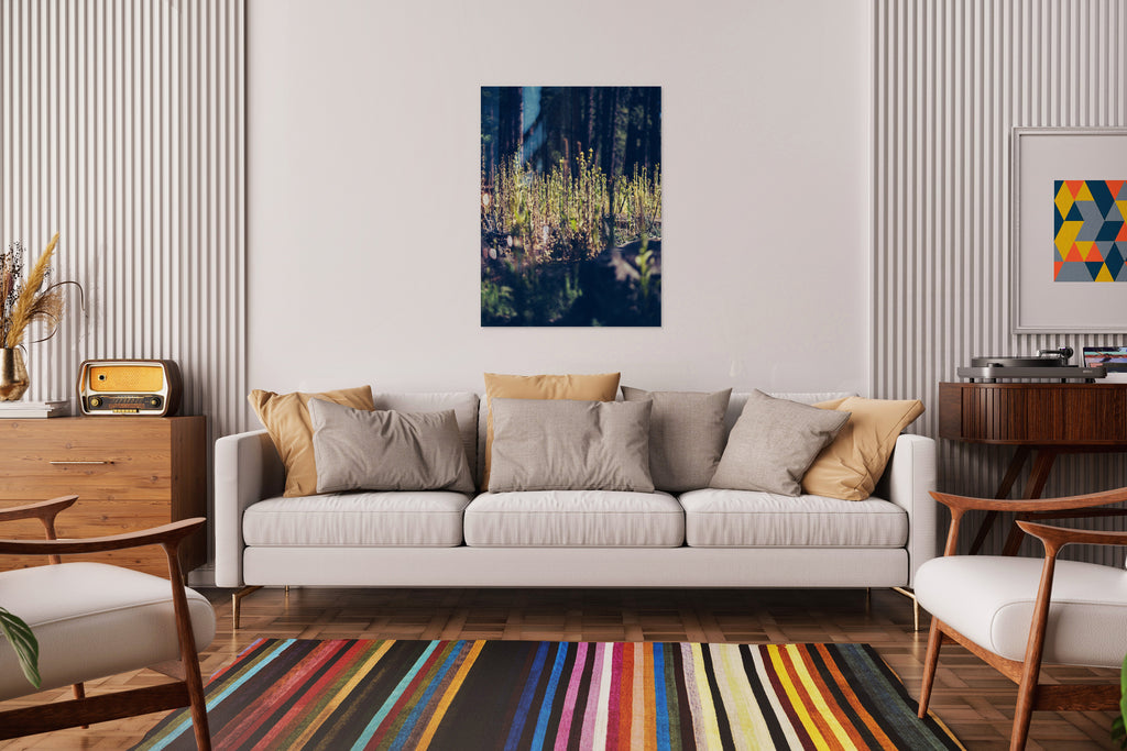 2728412 :: Forest Undergrowth