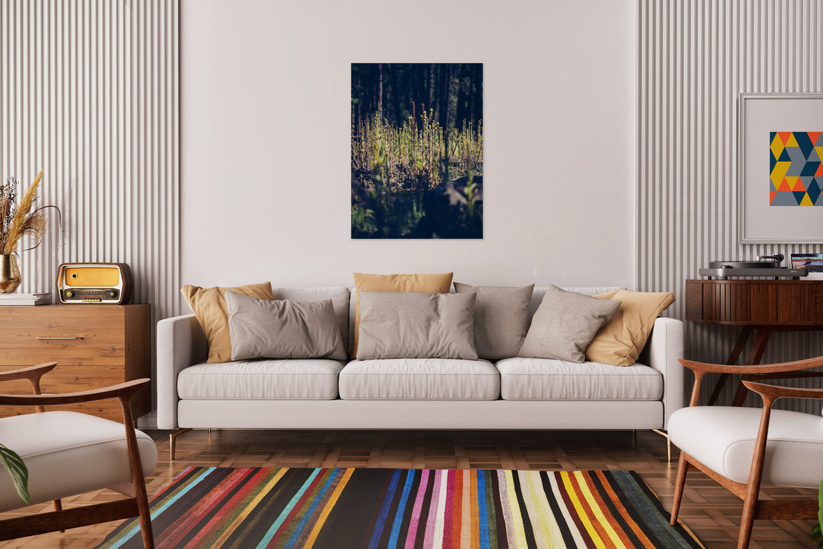 2728412 :: Forest Undergrowth
