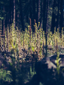 2728412 :: Forest Undergrowth